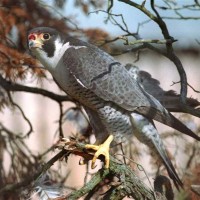 A Falcon Nesting In A Tree – Truly A Sight to Behold