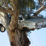 Falcon In Tree
